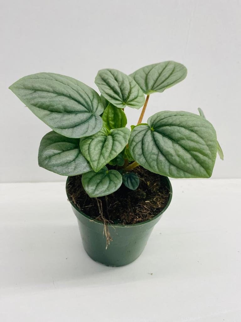 4" Peperomia Frost